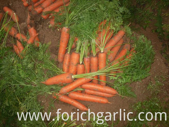 Fresh Carrot